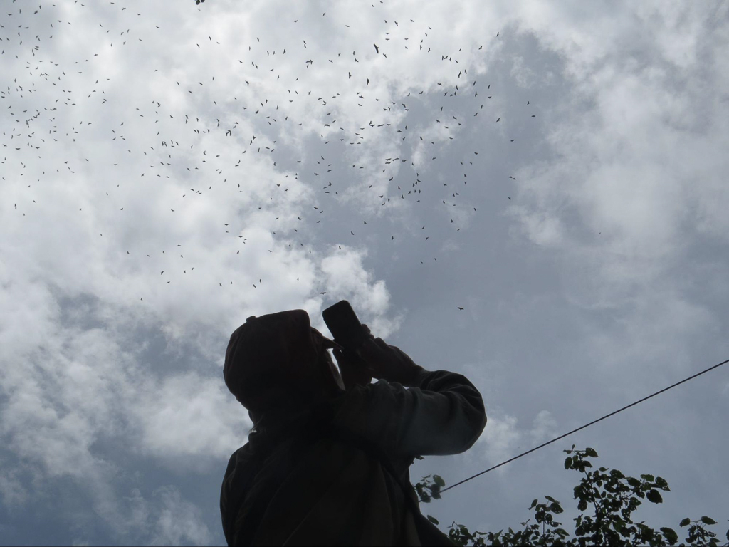 Watching thousands of Broad-winged Hawks and Turkey Vultures