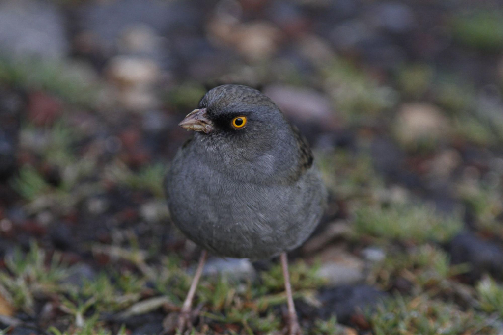 Volcano Junco