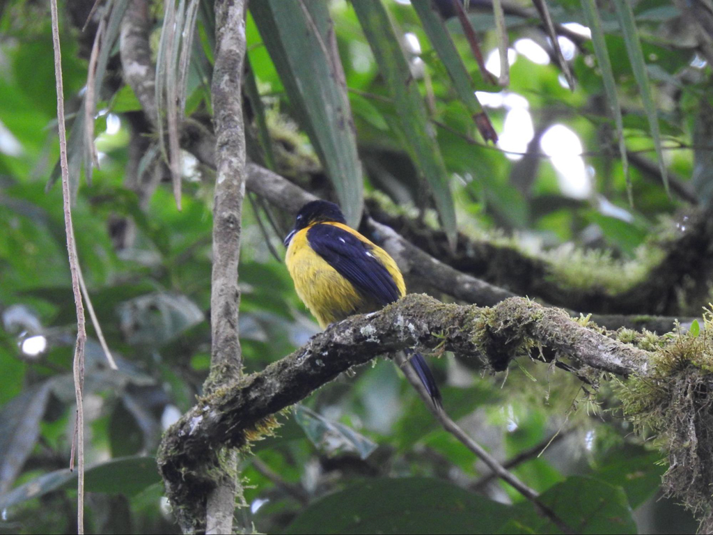 White-throated Shrike-Tanager