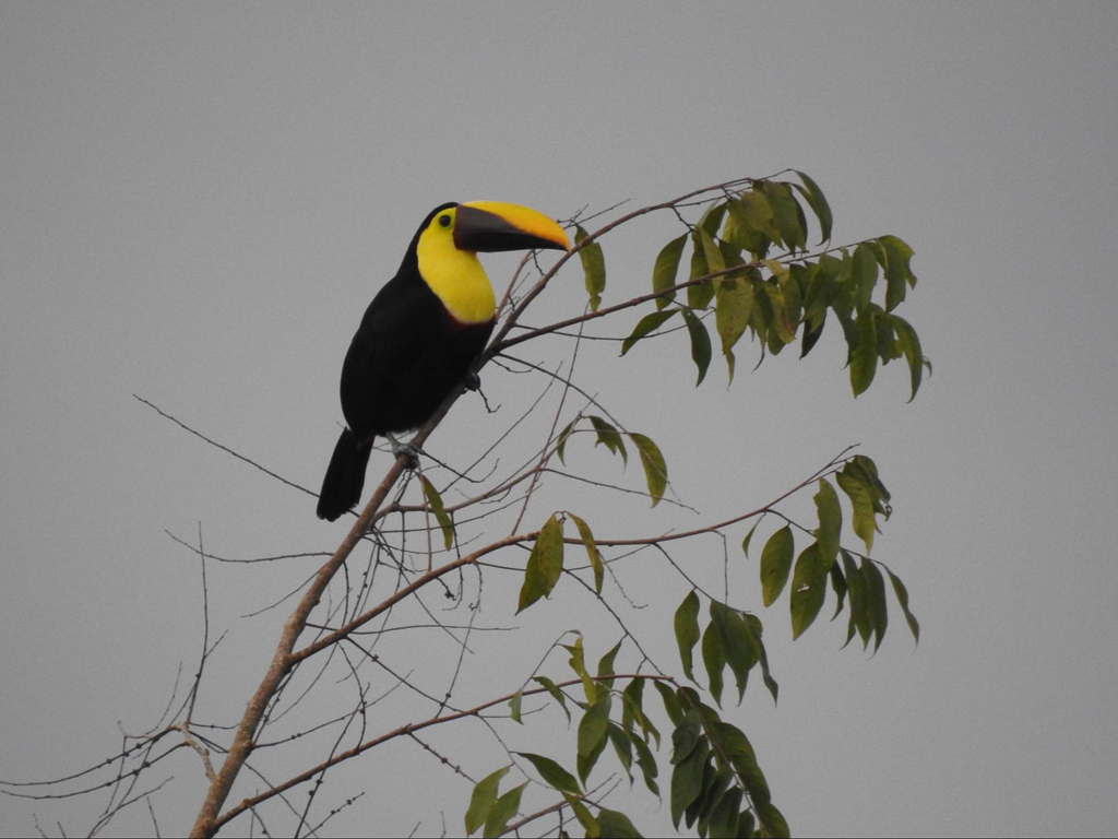 Yellow-throated Toucan