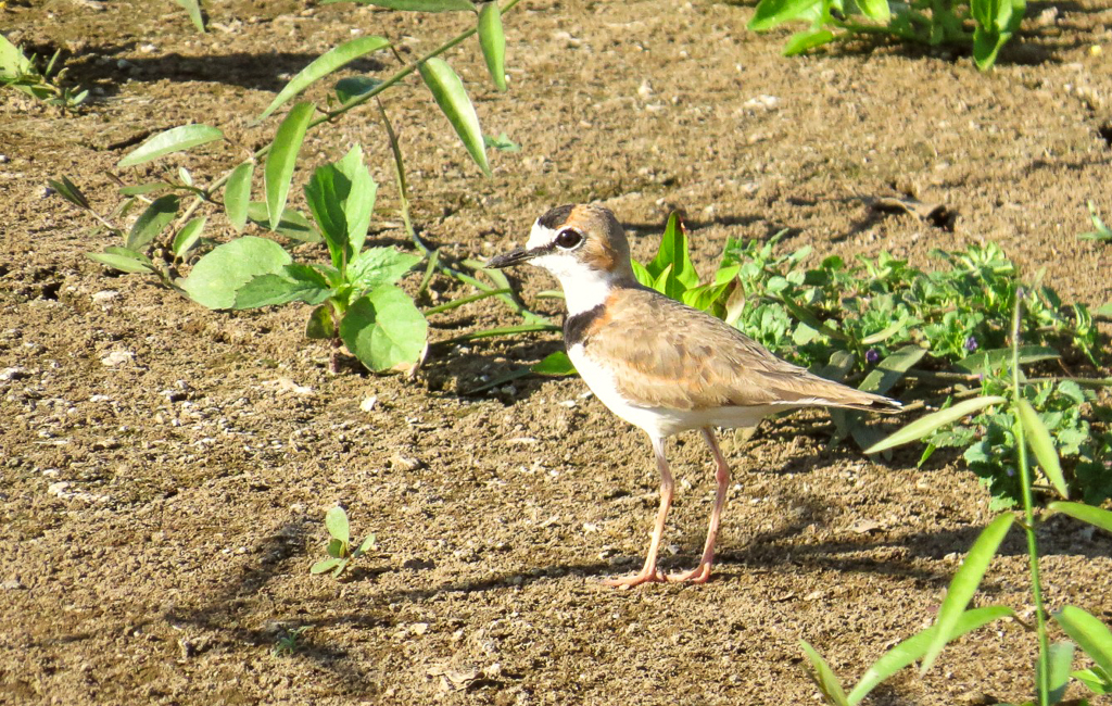 Collared Plover Costa Rica