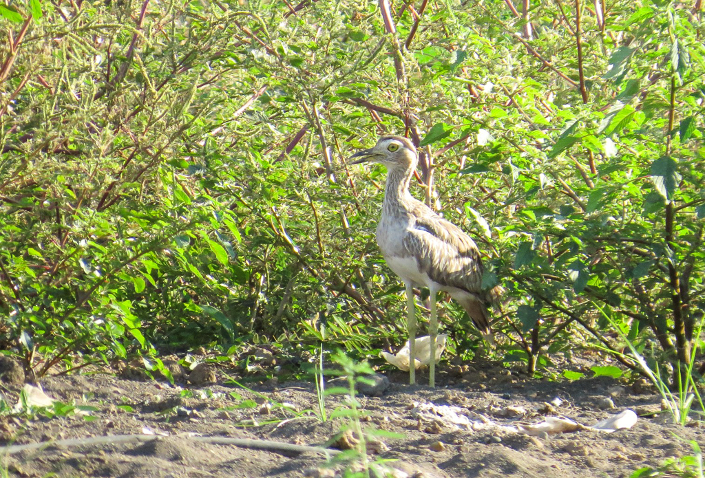Double-striped Thickknee