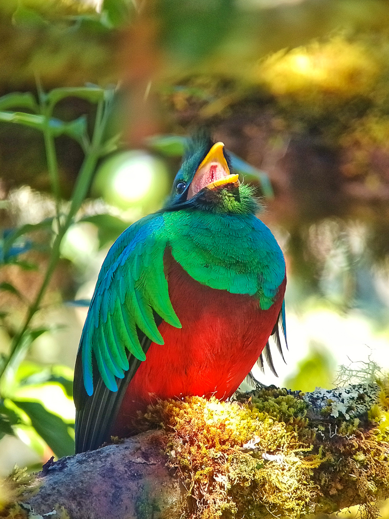 Resplendent Quetzal, Costa Rica