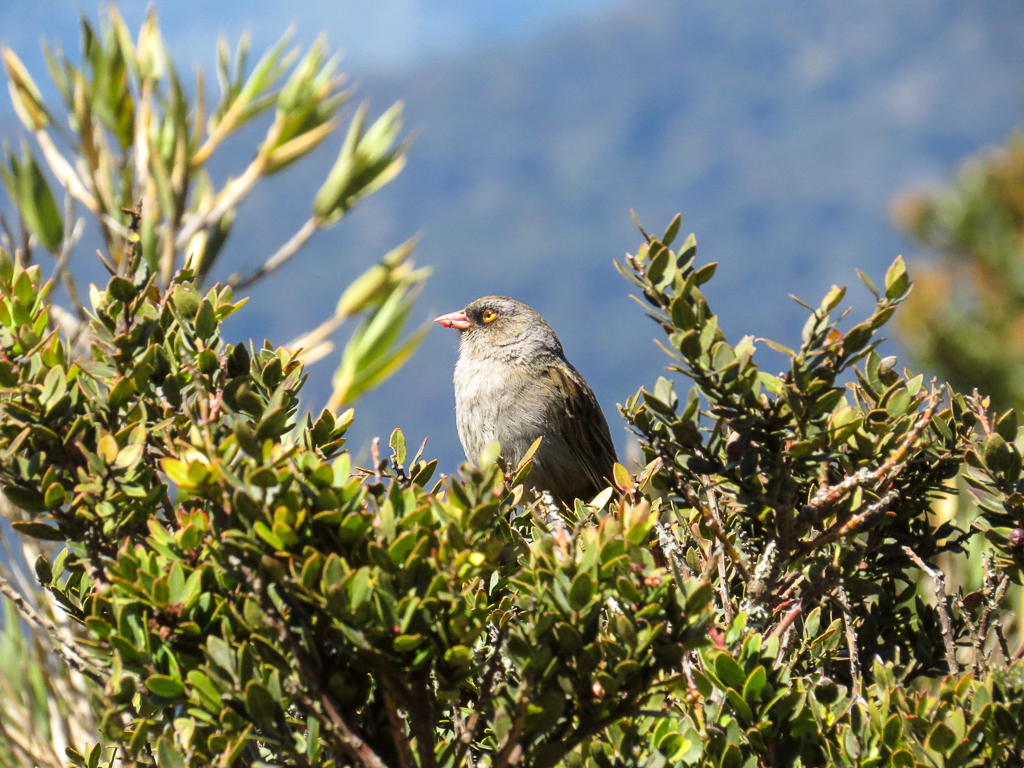 Volcano Junco