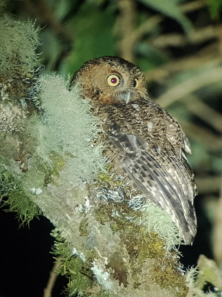 Bare-shanked Screech Owl
