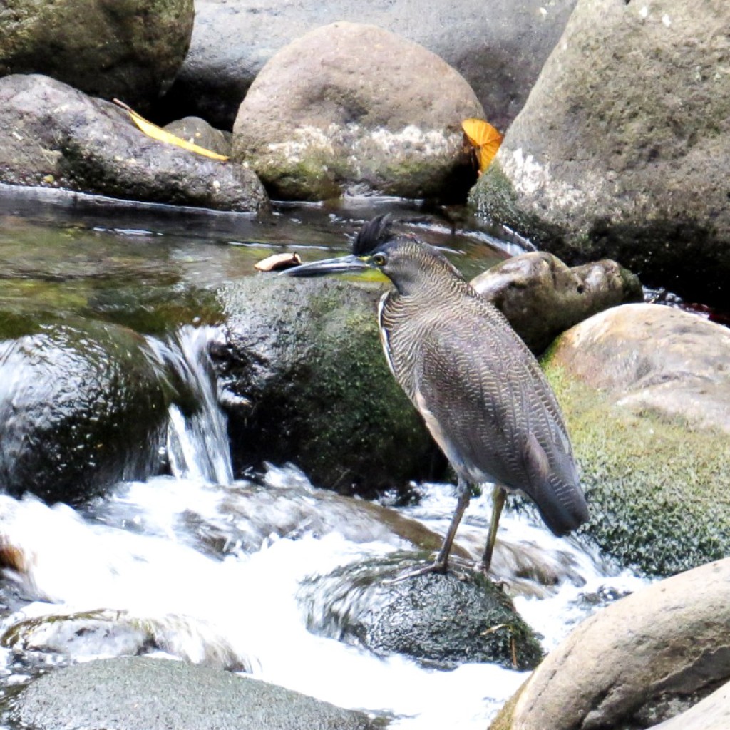 Fasciated Tiger-Heron