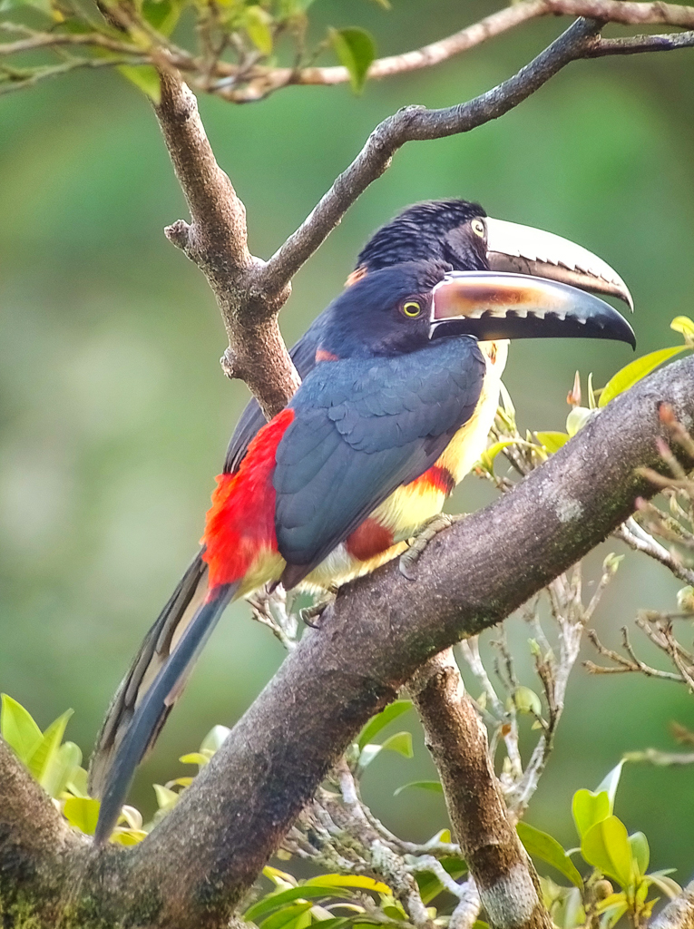 Collared Aracari