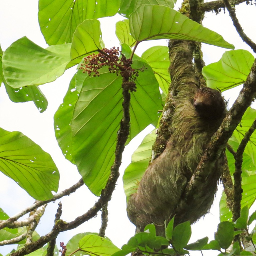 Three-toed Sloth