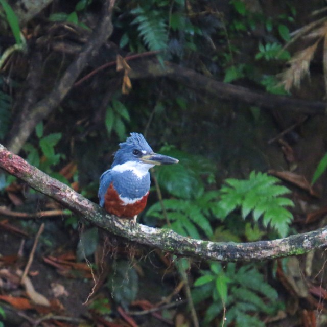 Ringed Kingfisher