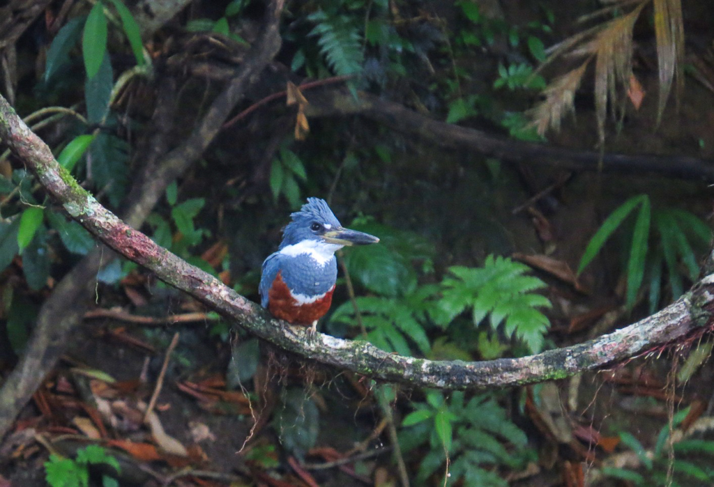 Ringed Kingfisher