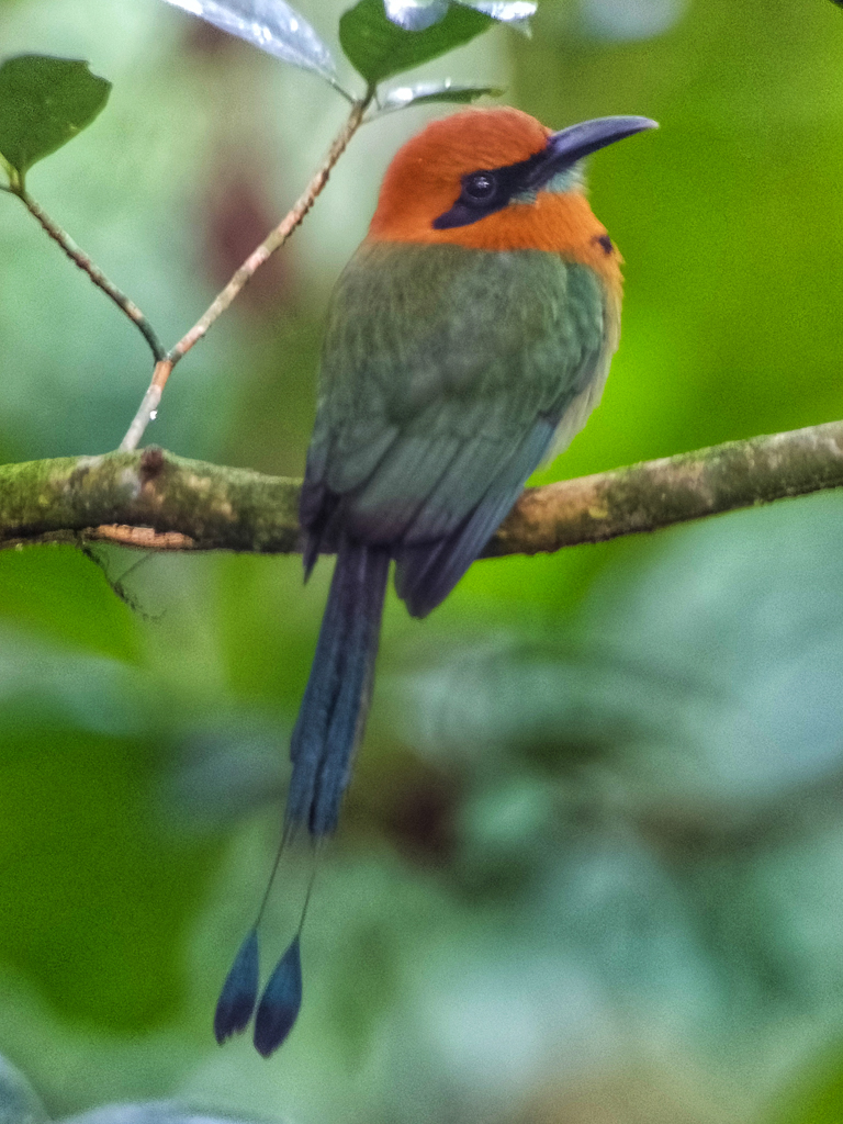 Broad-billed Motmot