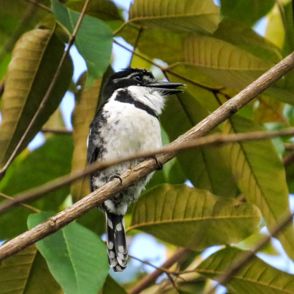 Pied Puffbird