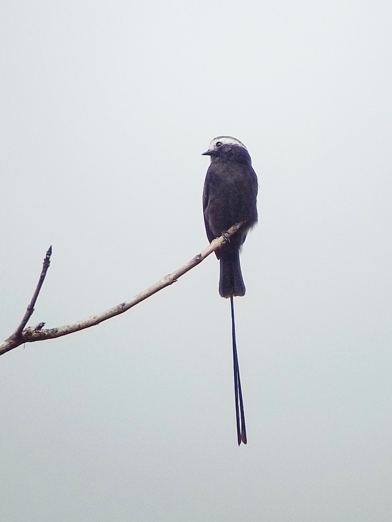 Long-tailed Tyrant