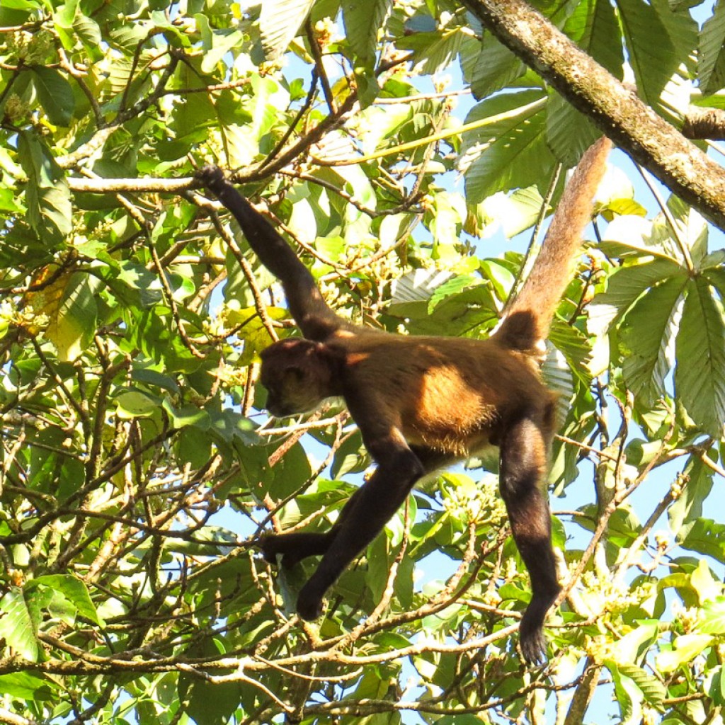 Geoffroy's Spider Monkey