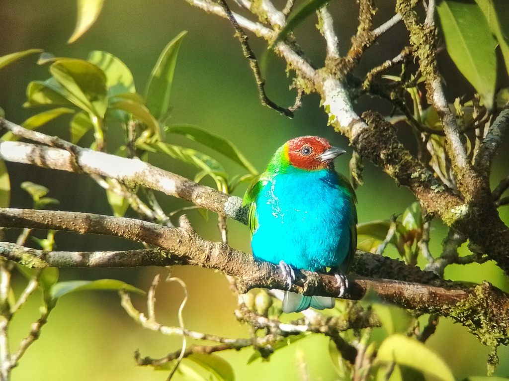 Bay-headed Tanager