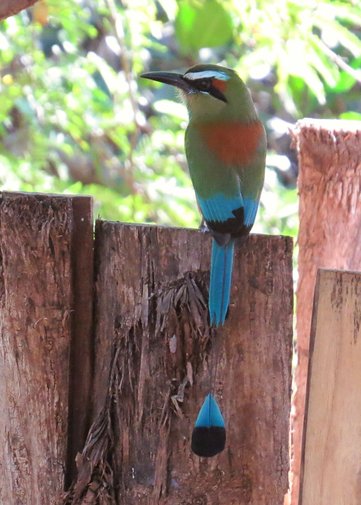 Turquoise-browed Motmot, Costa Rica
