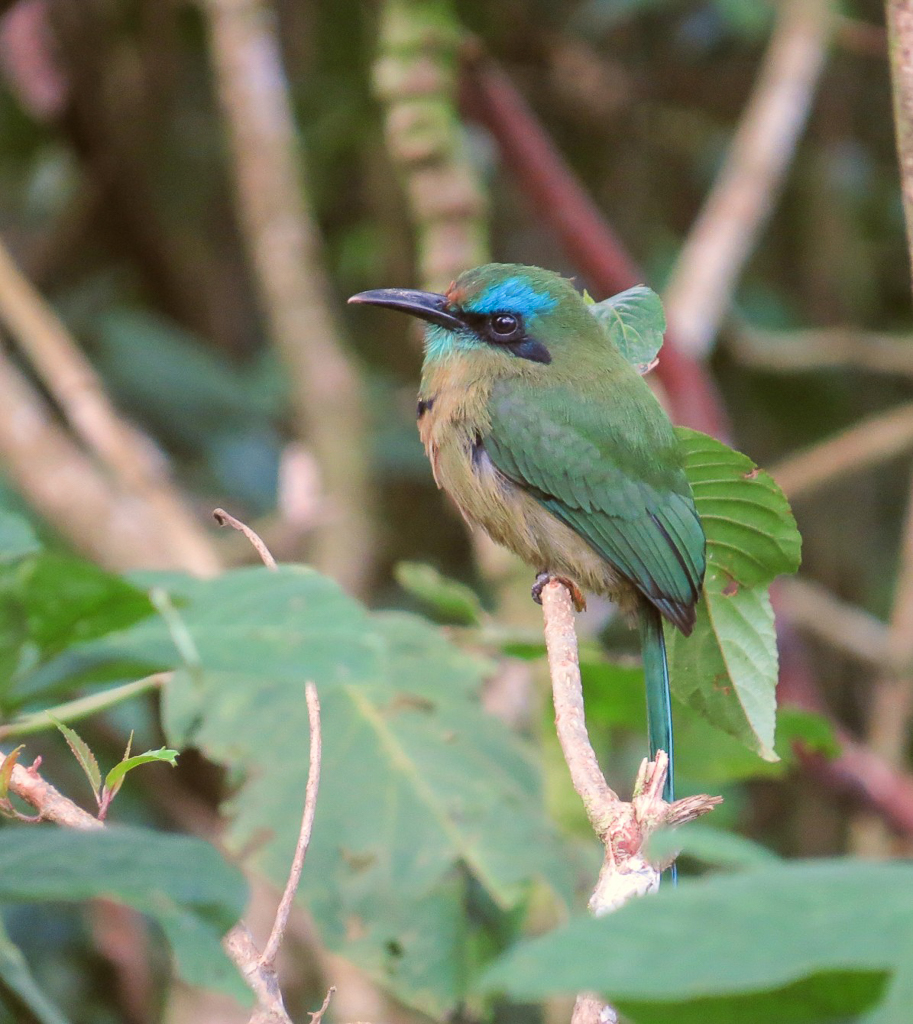 Keel-billed Motmot