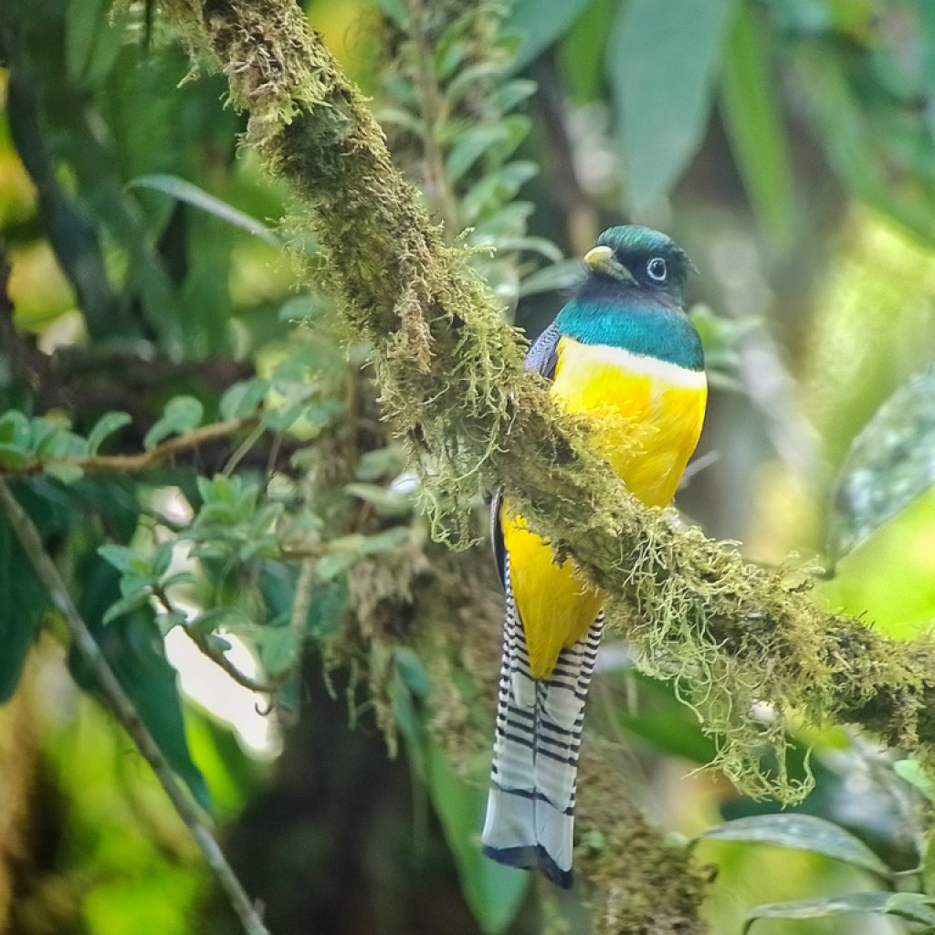 Black-throated Trogon