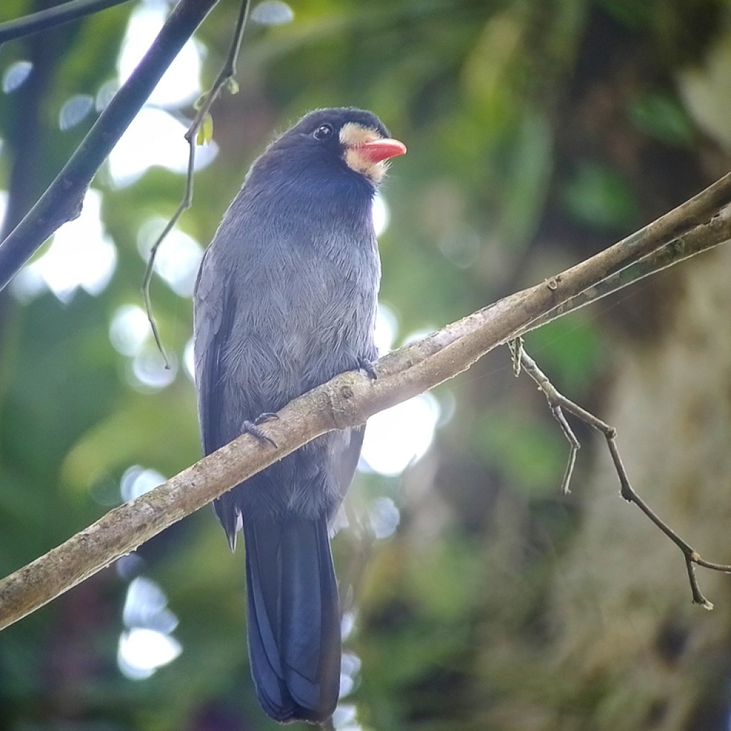 White-fronted Nunbird