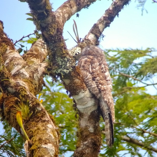 Great Potoo