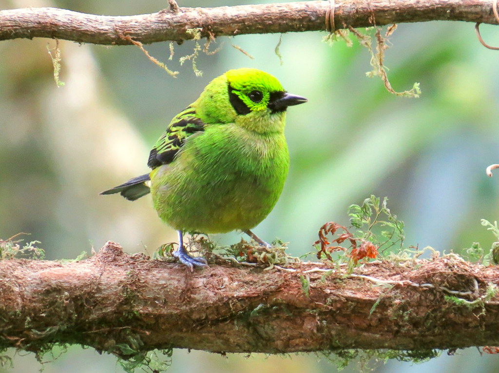 Emerald Tanager