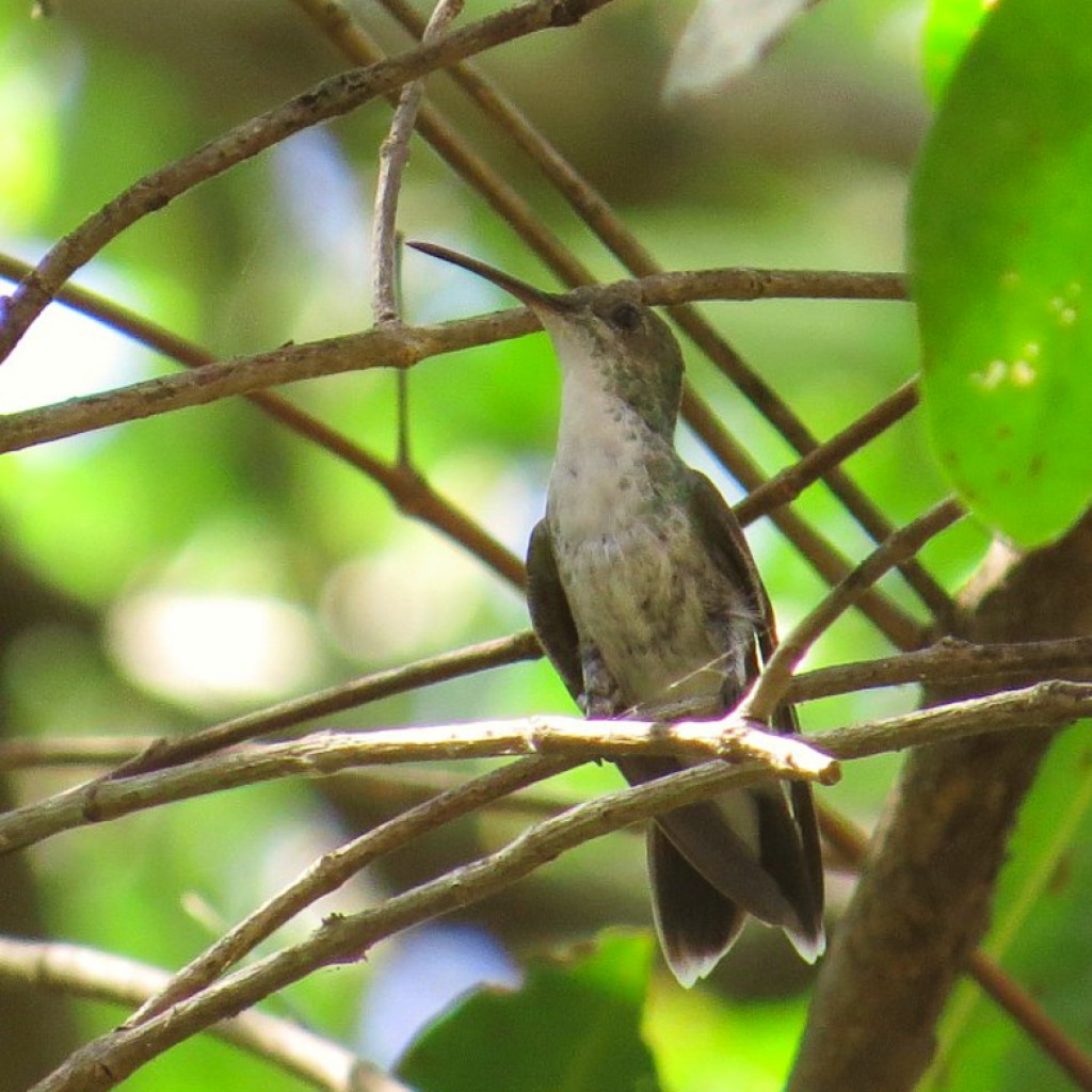 Mangrove Hummingbird