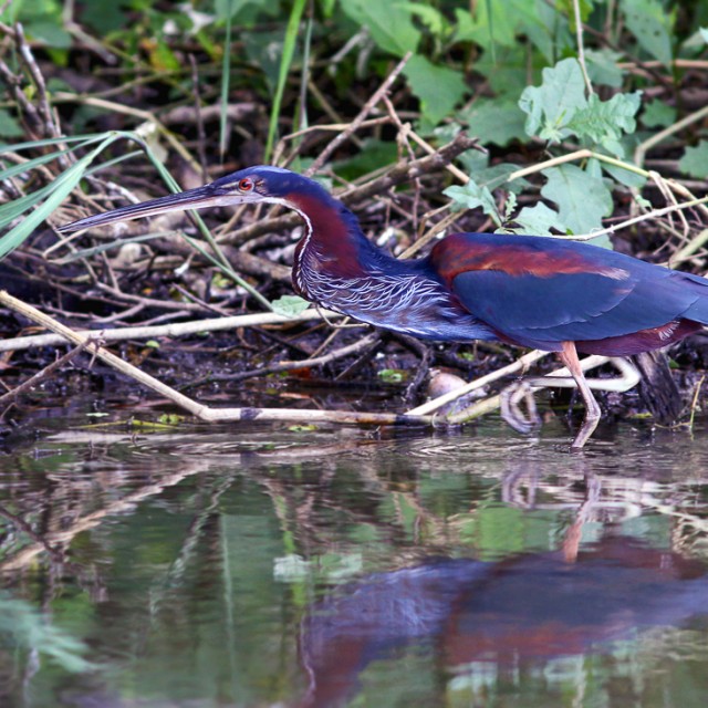 Agami Heron