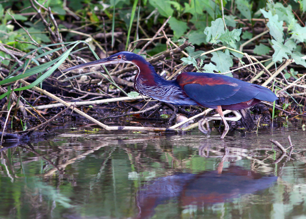 Agami Heron