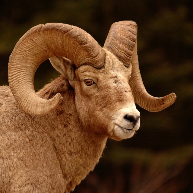 Bighorn Sheep