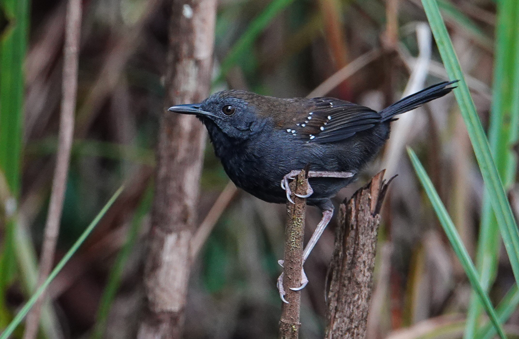 Black-throated Antbird