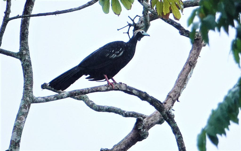 Blue-throated Piping Guan