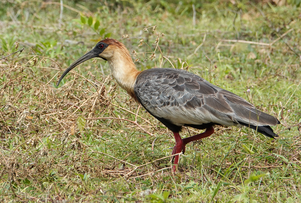 Buff-necked Ibis