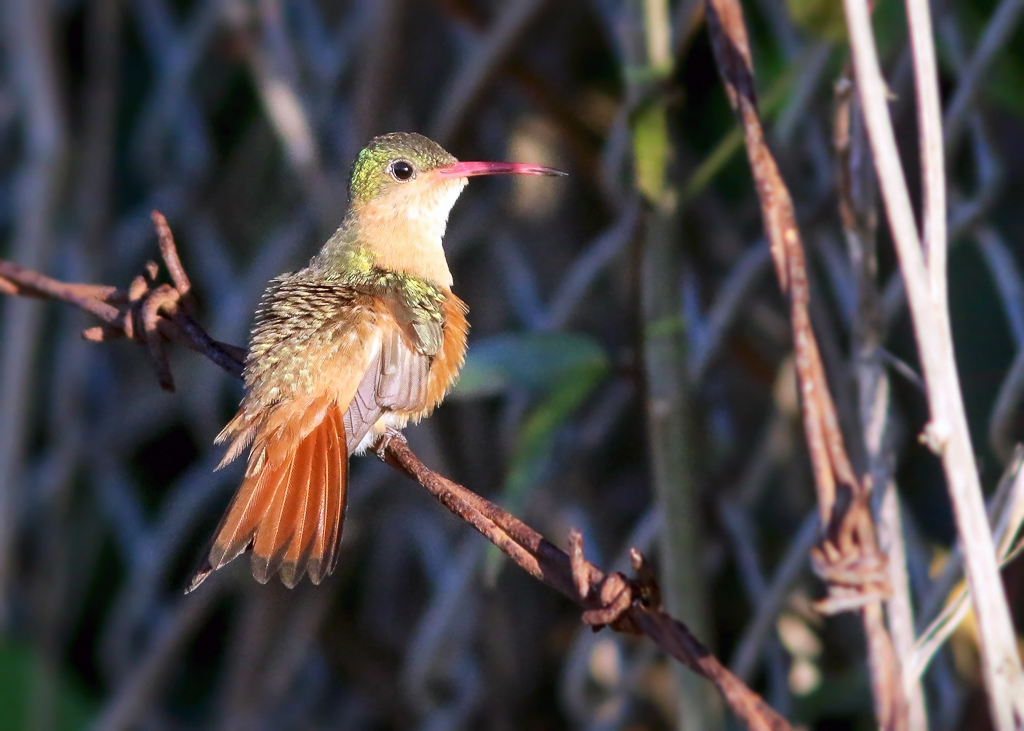 Cinnamon Hummingbird
