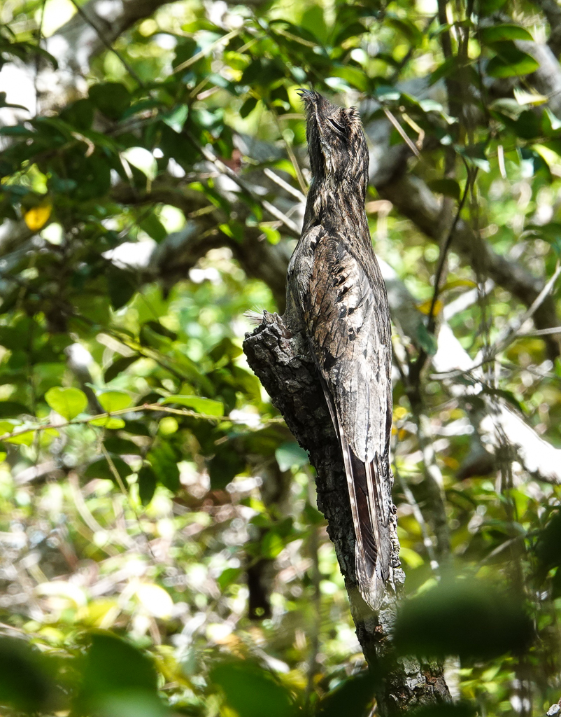 Common Potoo
