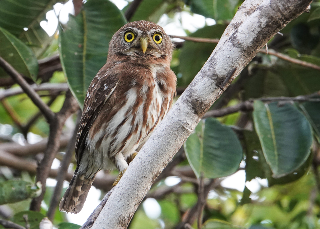 Ferruginous Pygmy-Owl