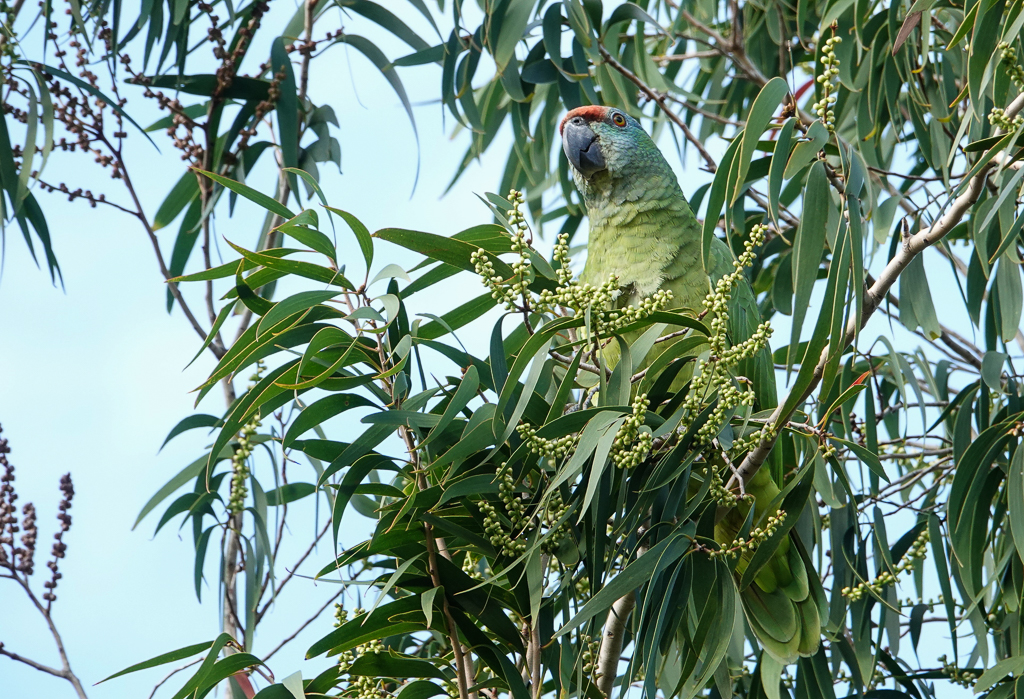 Festive Parrot Guyana