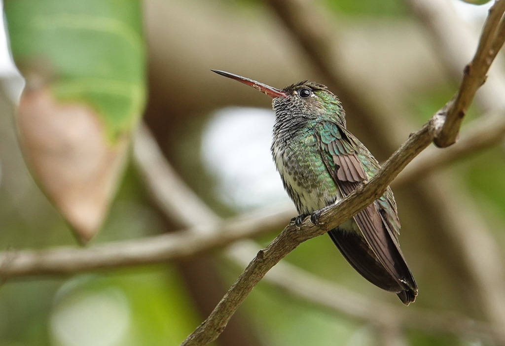 Glittering-throated Emerald