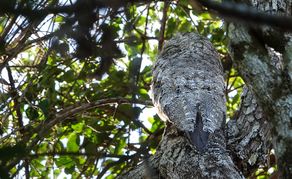 Great Potoo