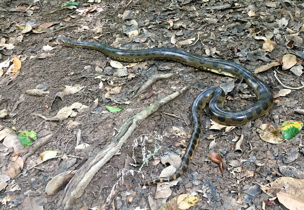 Green Anaconda
