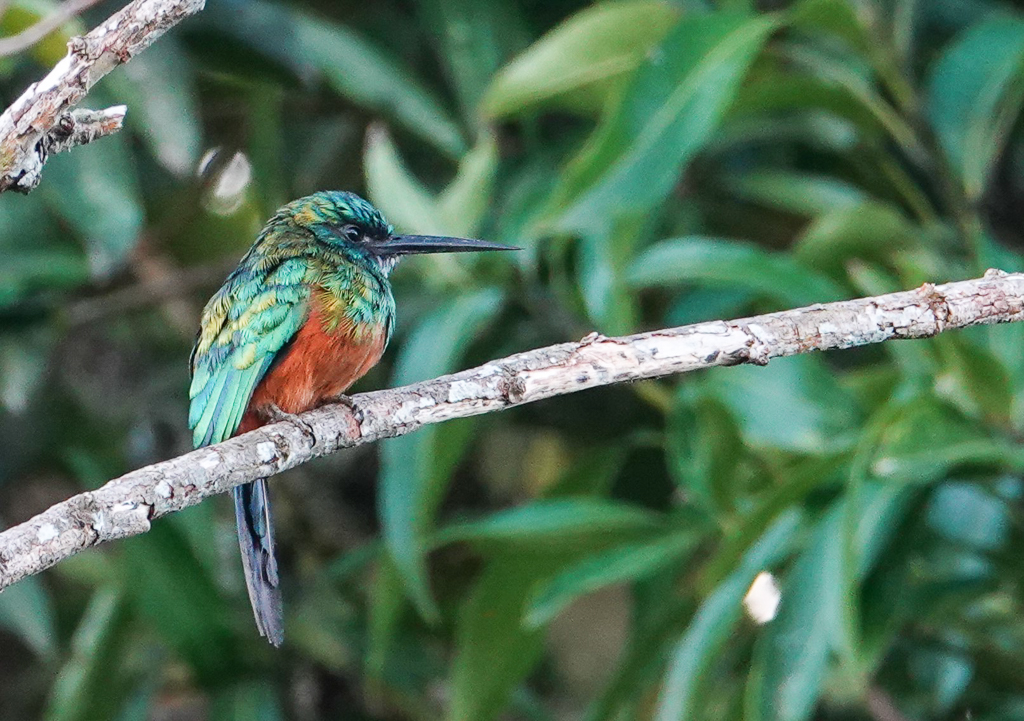 Green-tailed Jacamar