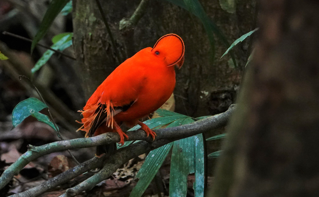 Guianan Cock-of-the-Rock