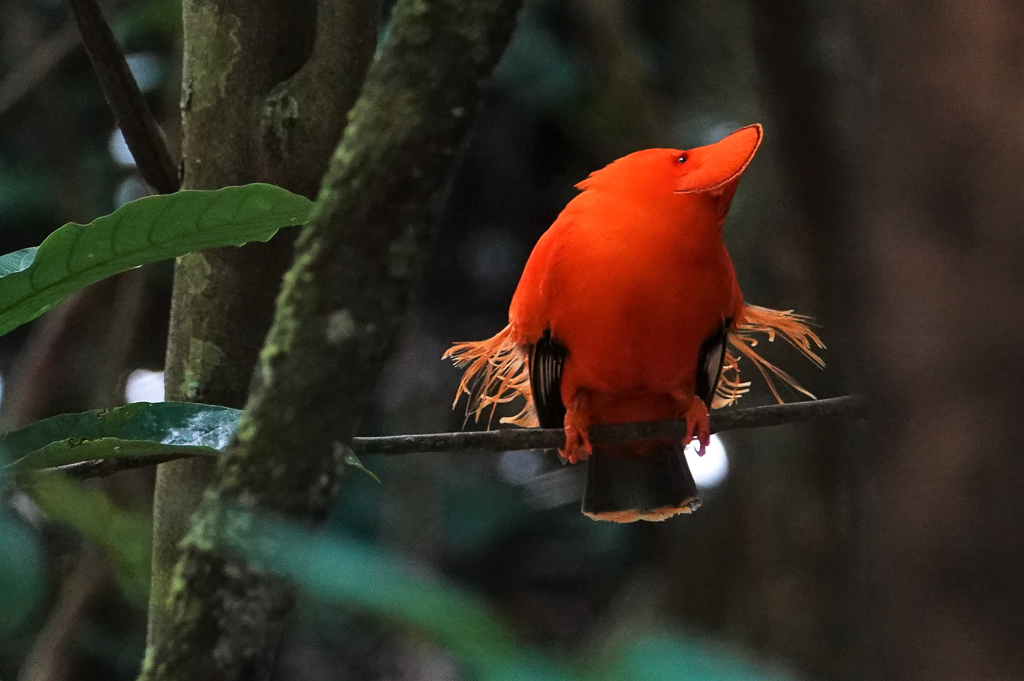 Guianan Cock-of-the-Rock