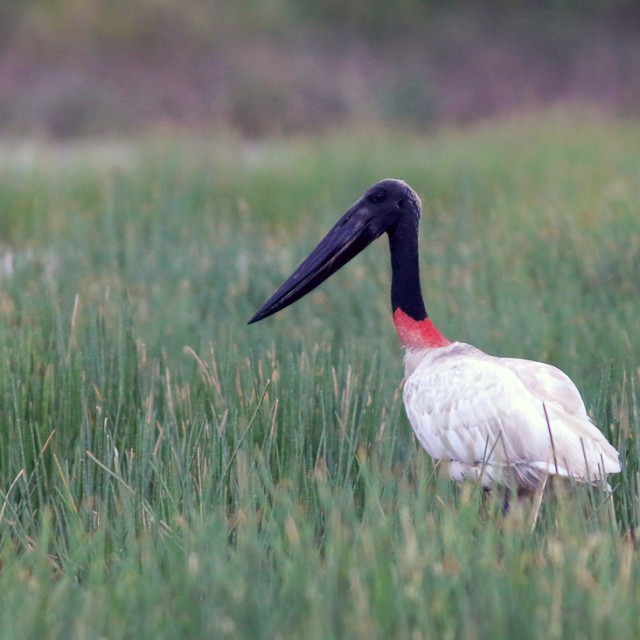Jabiru