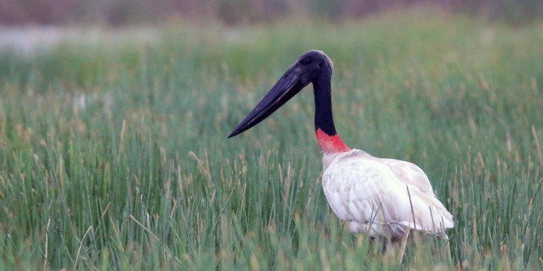 Belize & Tikal Birding Tour 2022 Trip Report