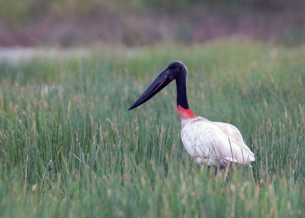 Jabiru