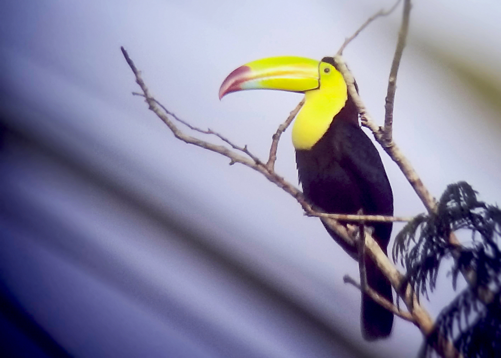 Keel-billed Toucan