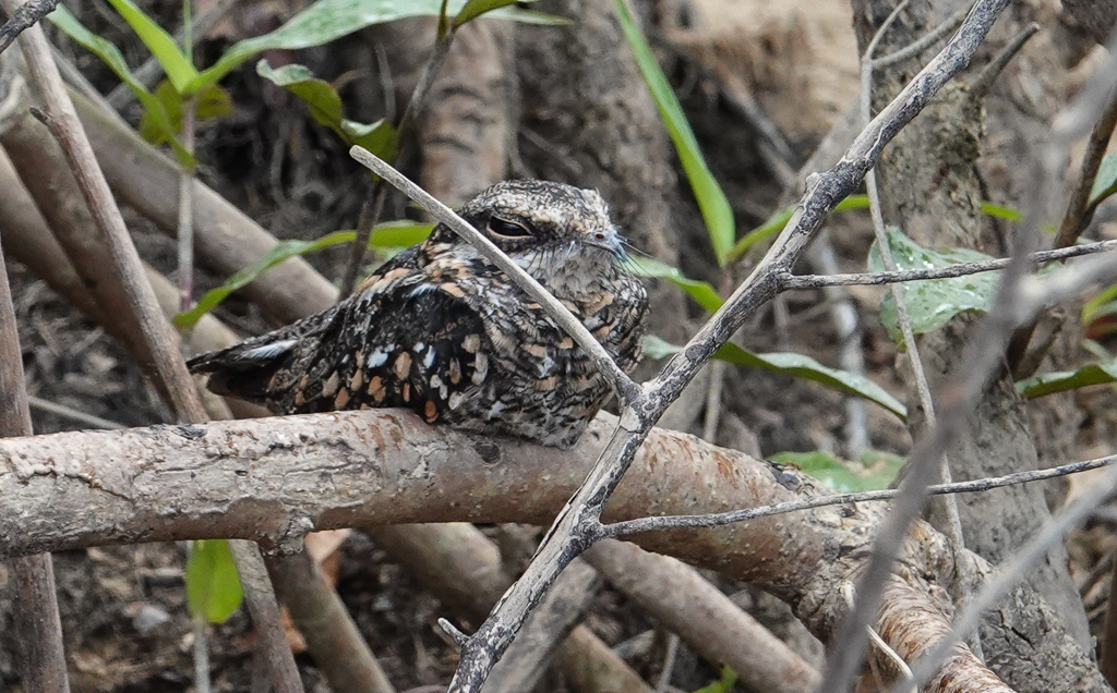 Ladder-tailed Nightjar