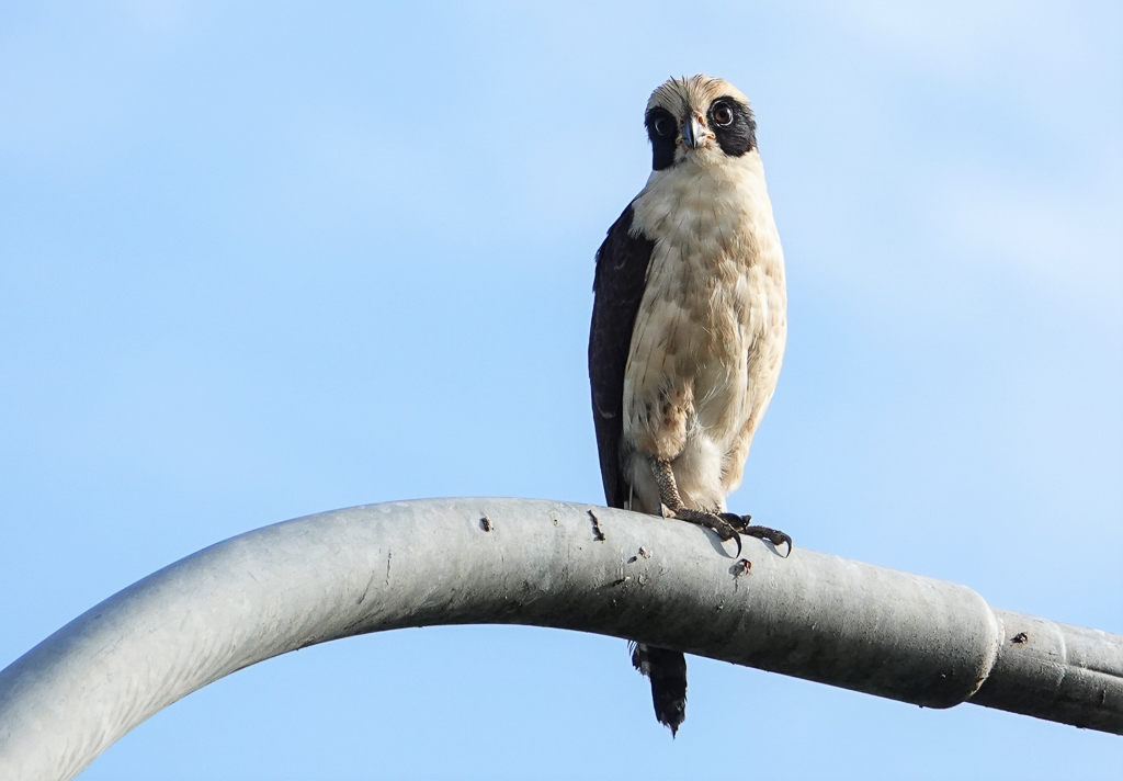 Laughing Falcon Guyana