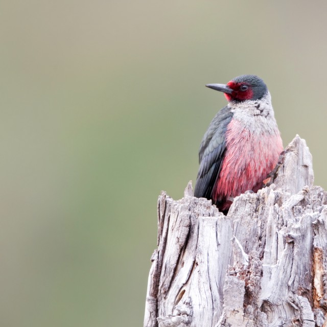 Lewis's Woodpecker