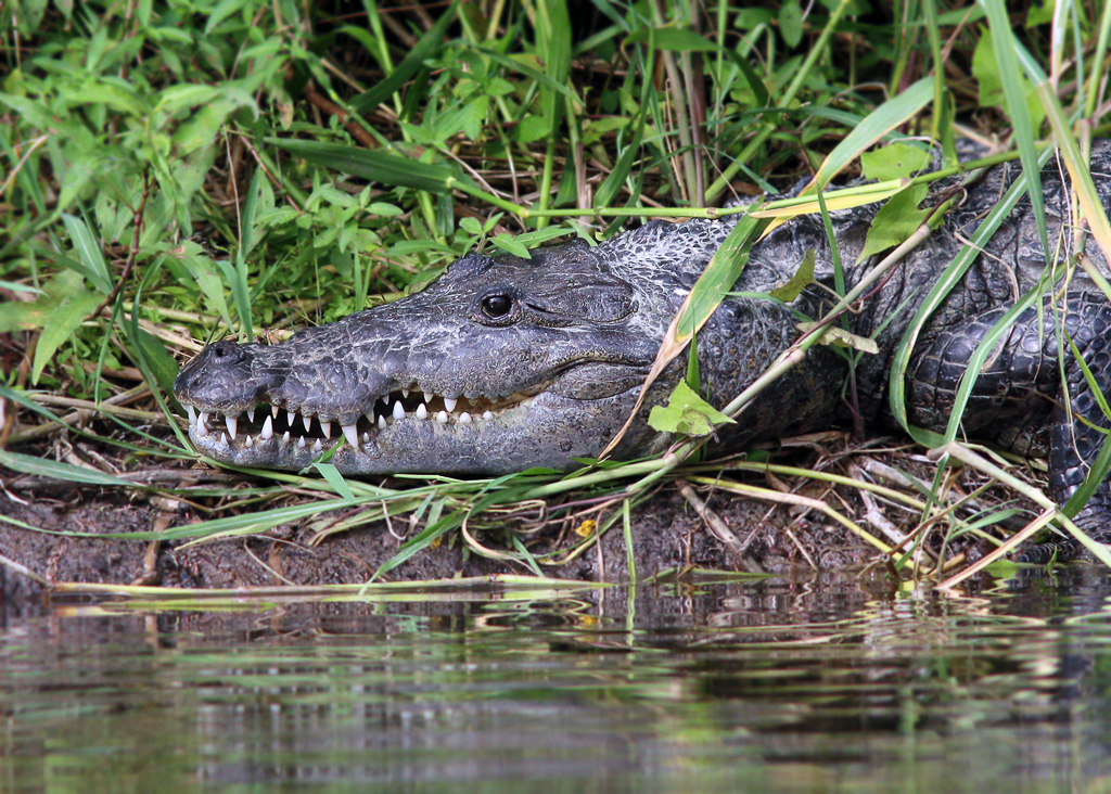 Morelet's Crocodile